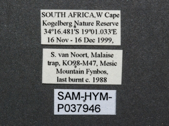 Pristaulacus_africanus (Brues) labels